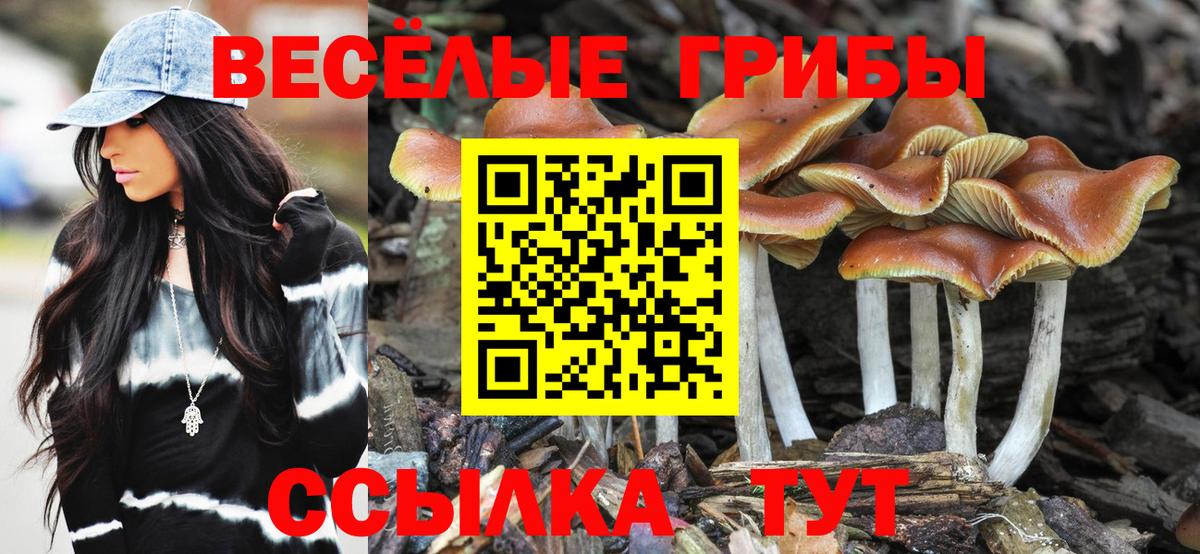 Галлюциногенные грибы прущие грибы  Вход с VPN  Осинники  Галлюциногенные грибы Psilocybe 